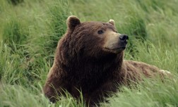 FAUNA CARPATINA - PIETROSANI